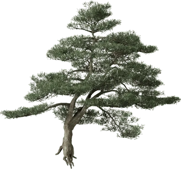 tree-3